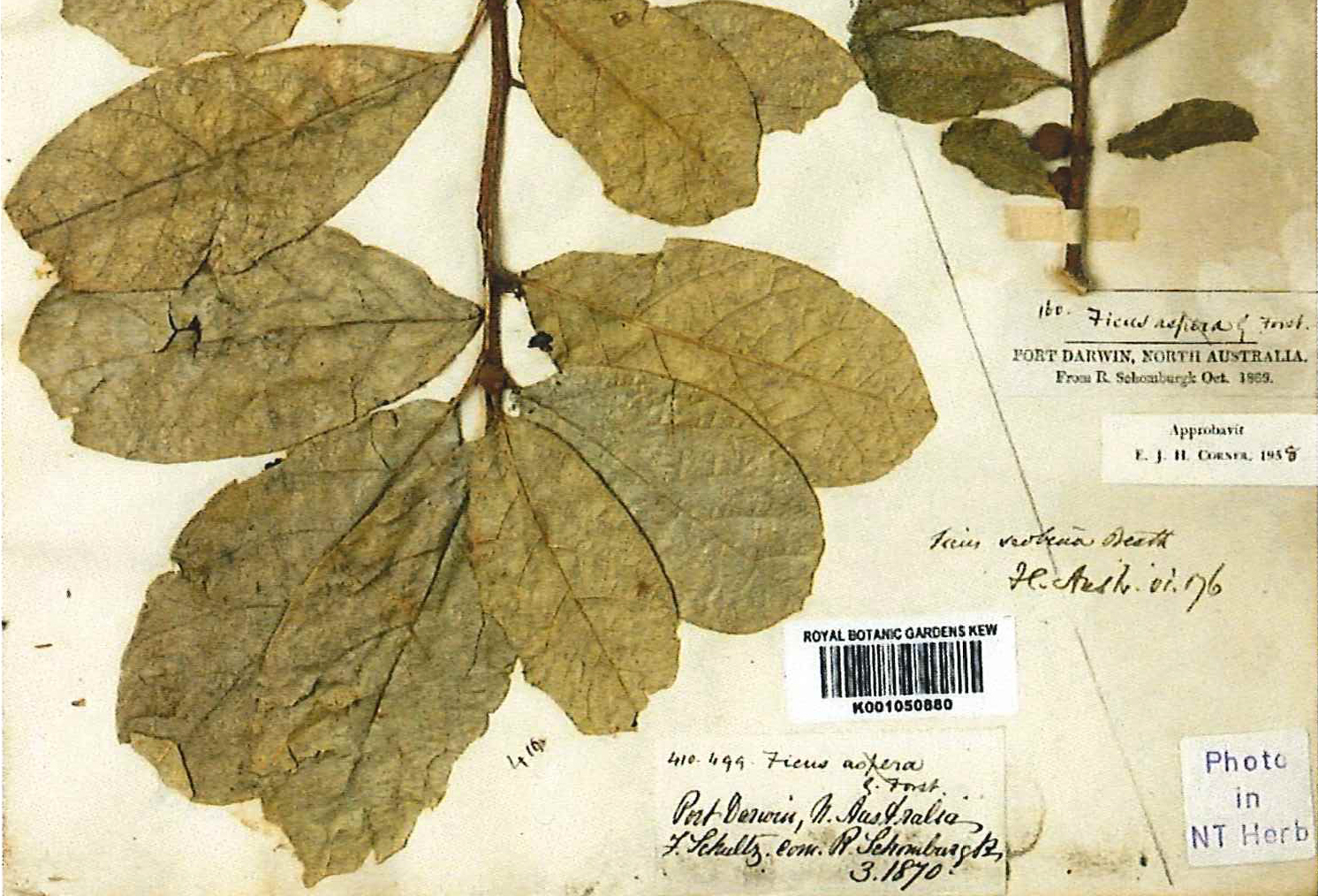 Photograph of plant specimens collected by Fredrick Schultze